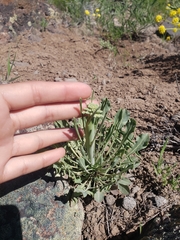 Caulanthus crassicaulis