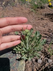 Caulanthus crassicaulis