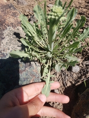 Caulanthus crassicaulis