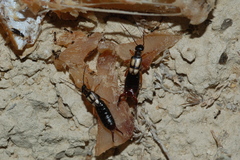 Anechura bipunctata