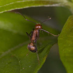 Camponotus nicobarensis