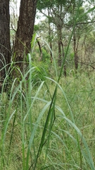 Austrostipa verticillata