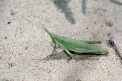 Pyrgomorpha bispinosa