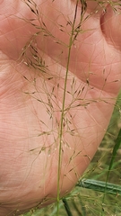 Austrostipa verticillata