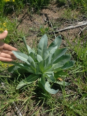 Stanleya viridiflora
