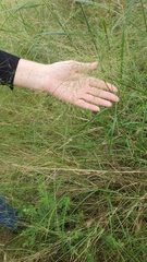Austrostipa verticillata