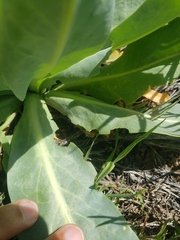 Stanleya viridiflora