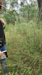 Austrostipa verticillata