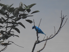 Cotinga maynana