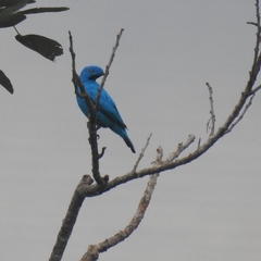 Cotinga maynana