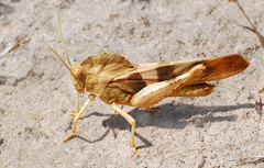 Pyrgodera armata