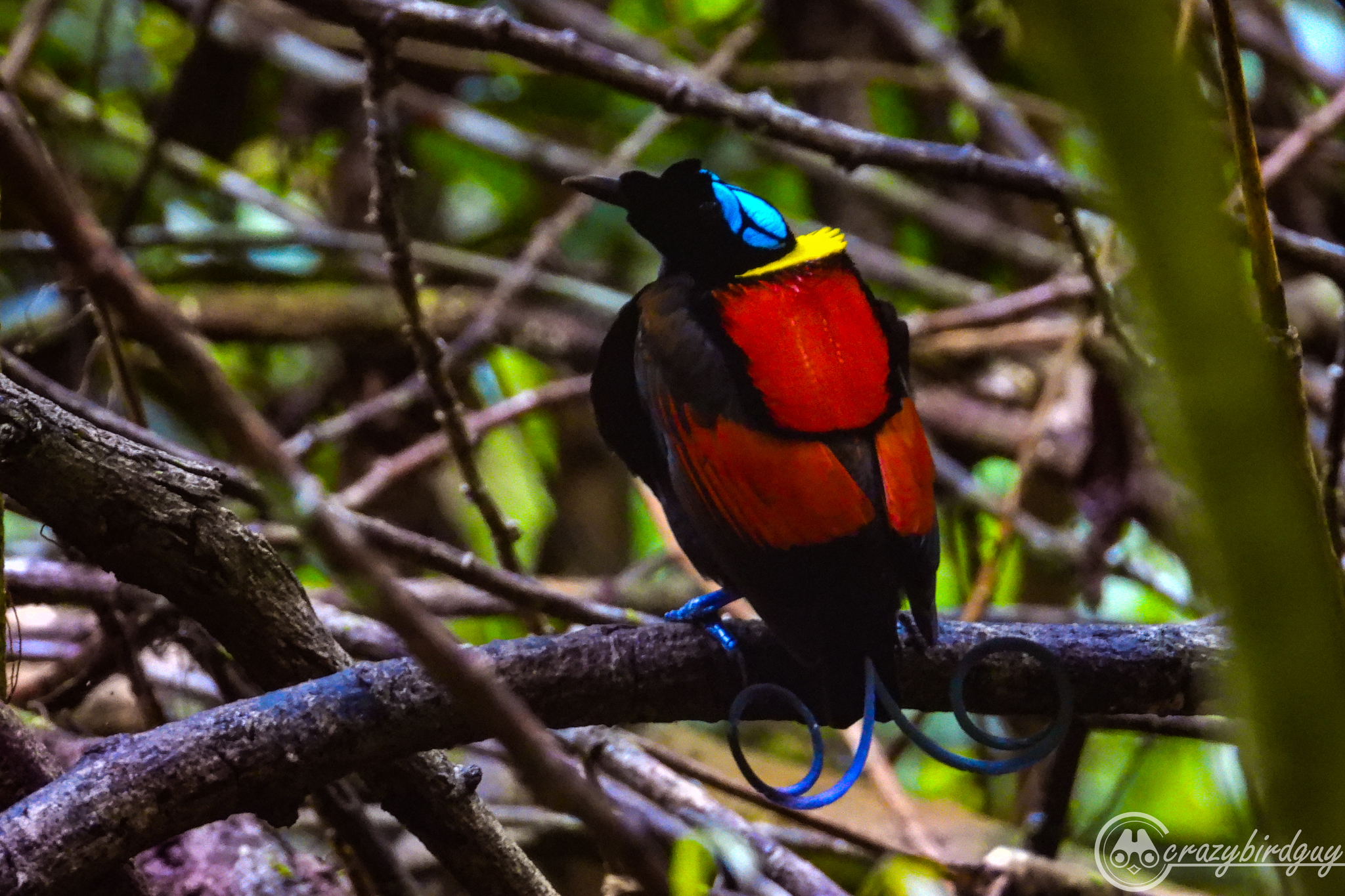 Wilson's Bird-of-Paradise illustration