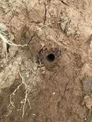 Pseudoxycheila tarsalis