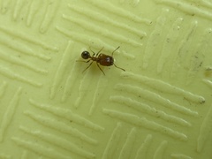 Pheidole californica