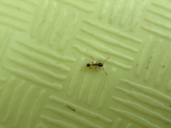 Pheidole californica