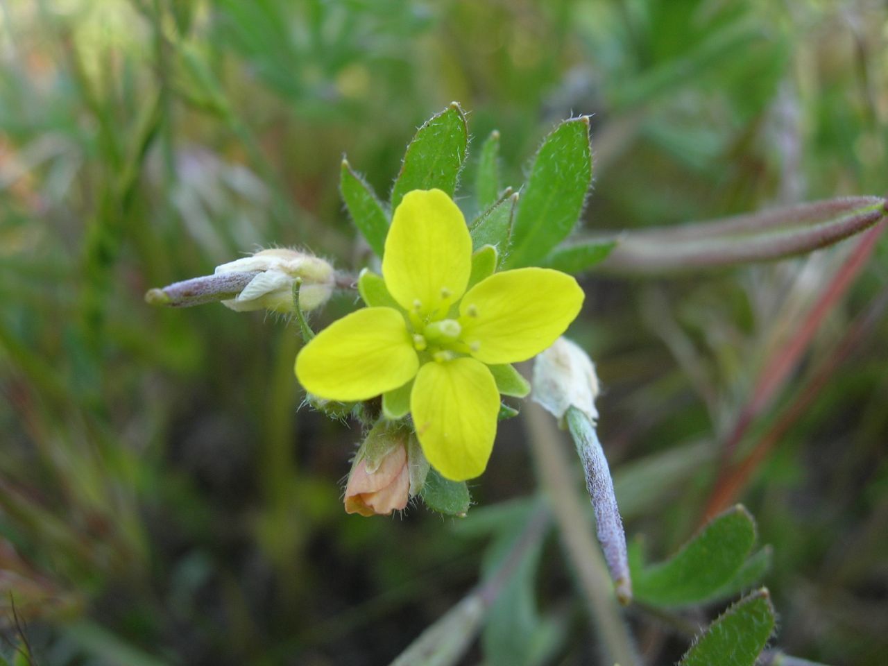 Tropidocarpum