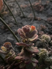Castilleja mendocinensis