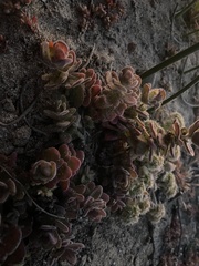 Castilleja mendocinensis