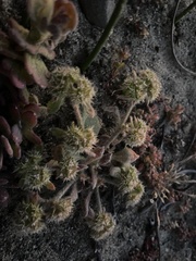 Chorizanthe howellii