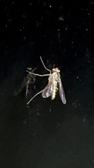 Amblypsilopus bradleii