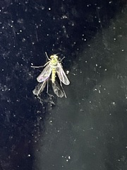 Amblypsilopus bradleii