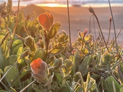 Castilleja mendocinensis