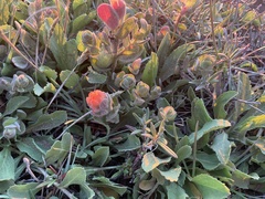 Castilleja mendocinensis