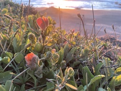 Castilleja mendocinensis