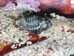 Acanthinucella