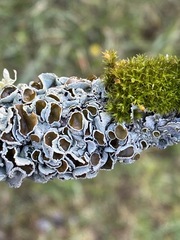 Parmotrema submarginale