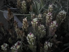 Castilleja ambigua