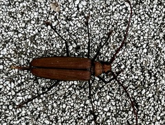 Aegolipton marginale