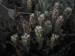 Castilleja ambigua