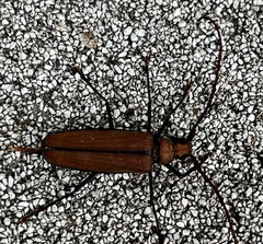 Aegolipton marginale