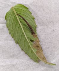 Coleophora monardella