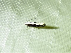 Agnippe prunifoliella