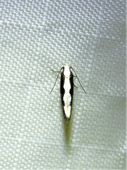 Agnippe prunifoliella