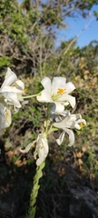 Lilium candidum