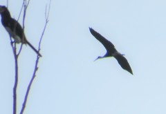 Ciconia microscelis