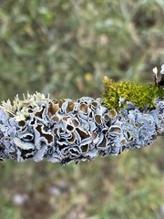 Parmotrema submarginale