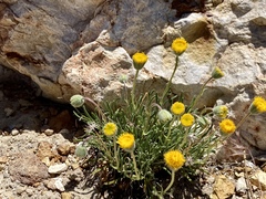Erigeron bloomeri