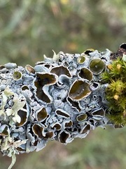 Parmotrema submarginale