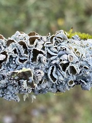 Parmotrema submarginale