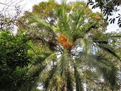 Phoenix reclinata