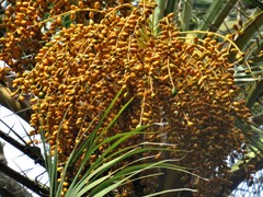 Phoenix reclinata