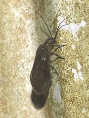 Protosialis americana