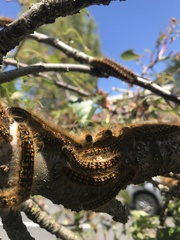 Malacosoma californica