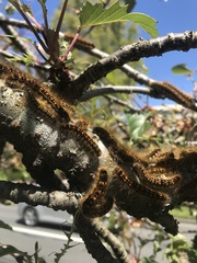 Malacosoma californica