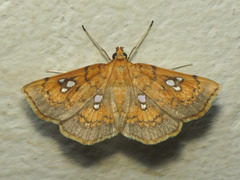 Cacographis