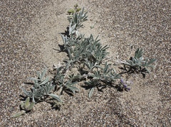 Lupinus tidestromii